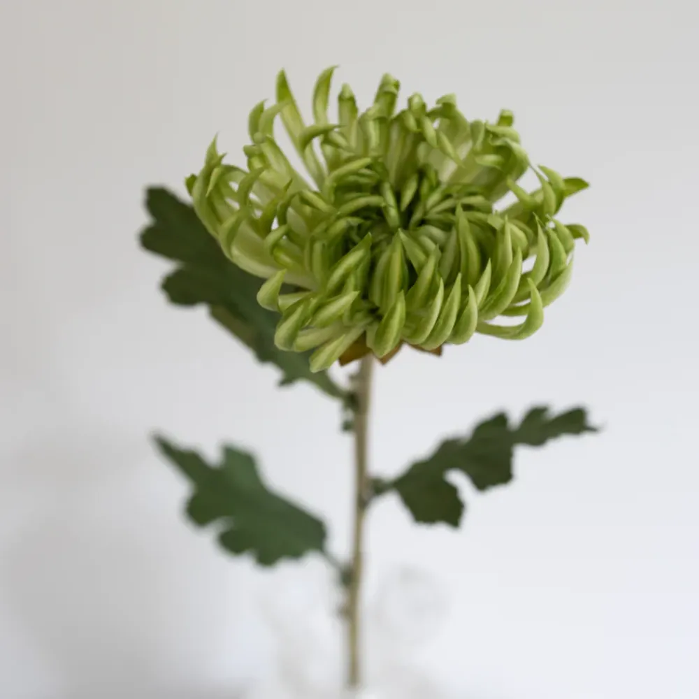 BLOOM OBJECTS kunstig Kaktus Dahlia Grøn