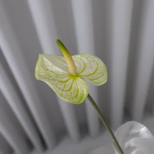 BLOOM OBJECTS kunstig naturtro Anthurium