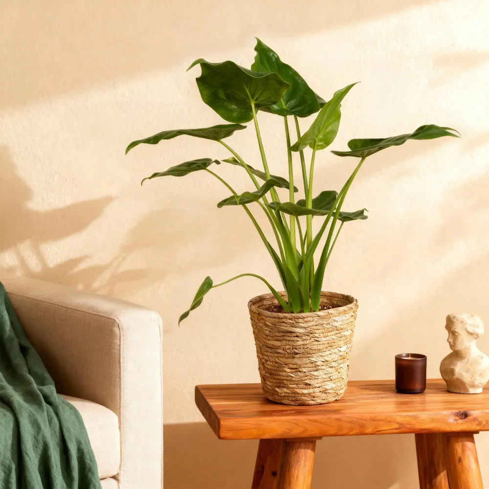 Alocasia Cucullata