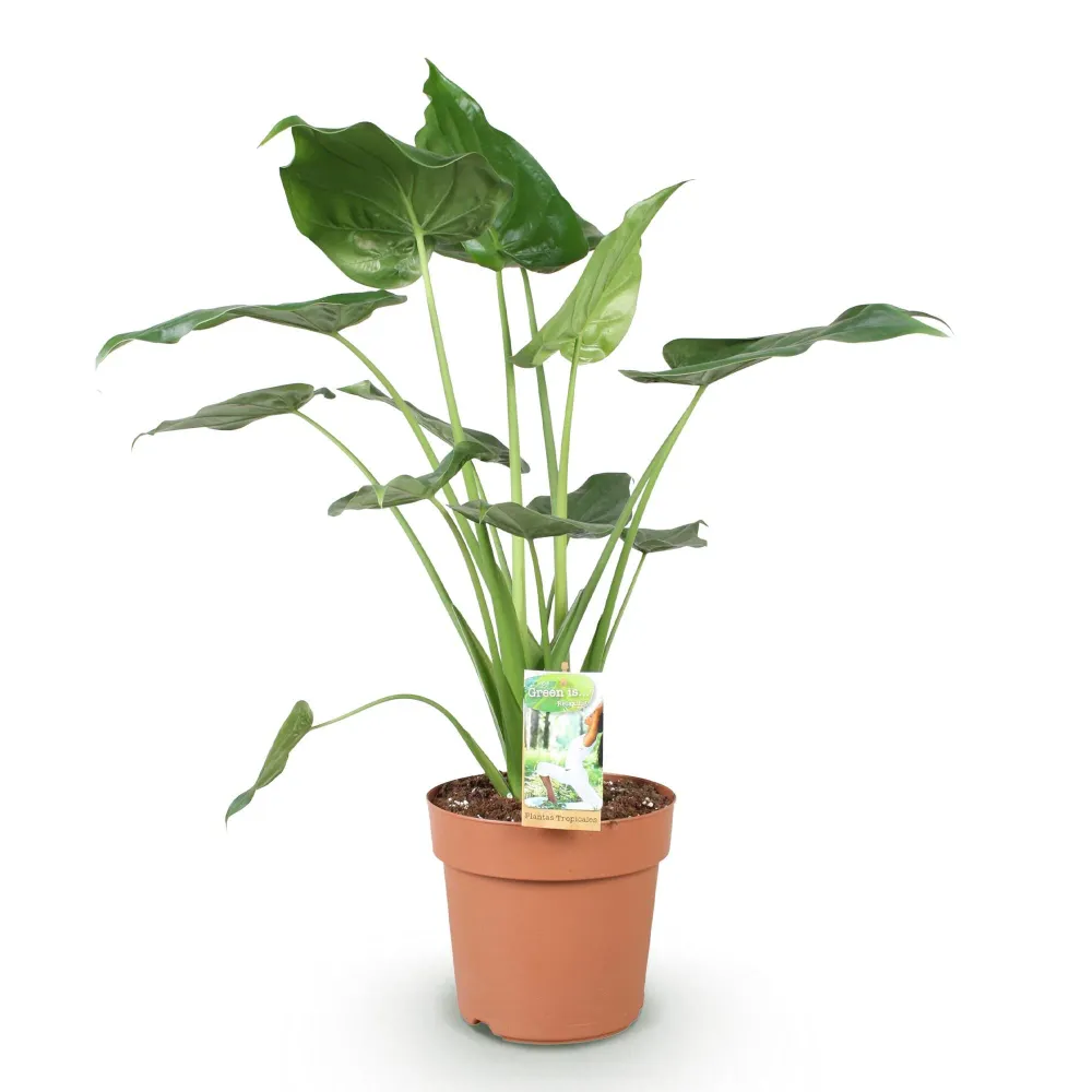 Alocasia Cucullata