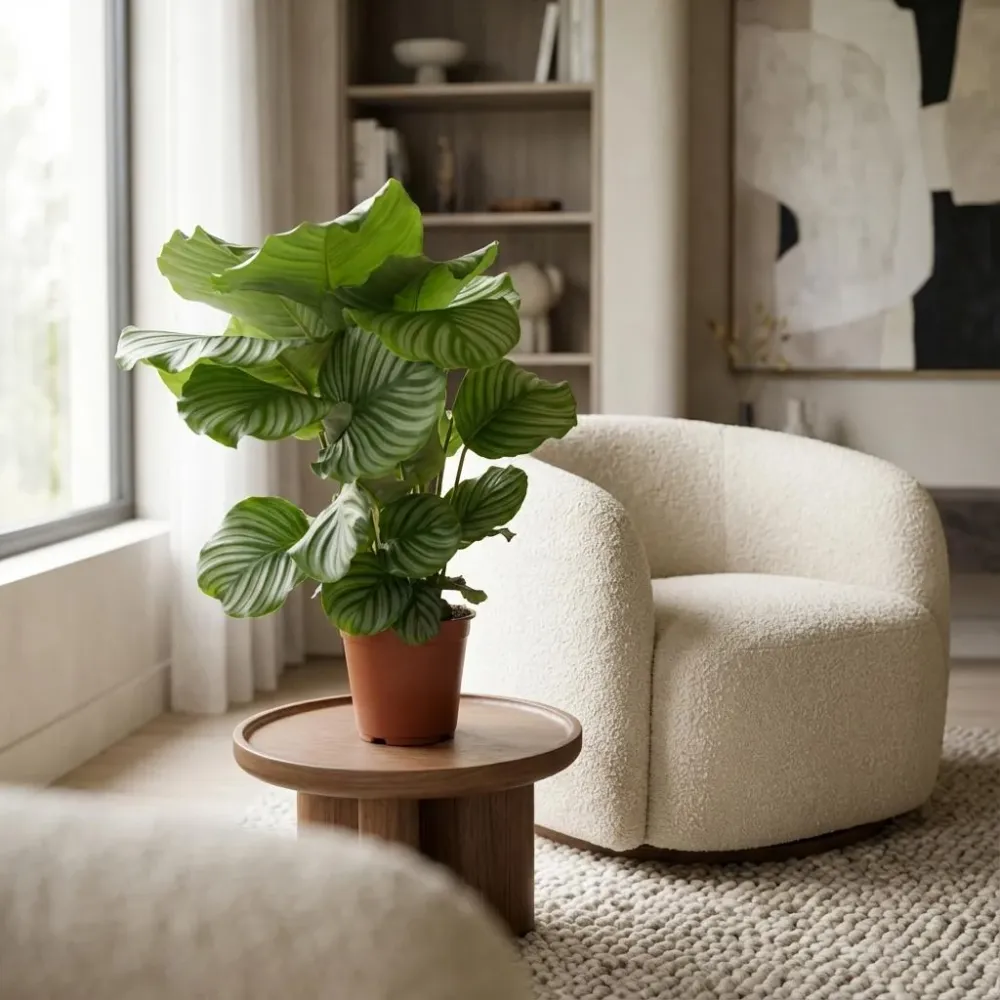 Calathea Orbifolia