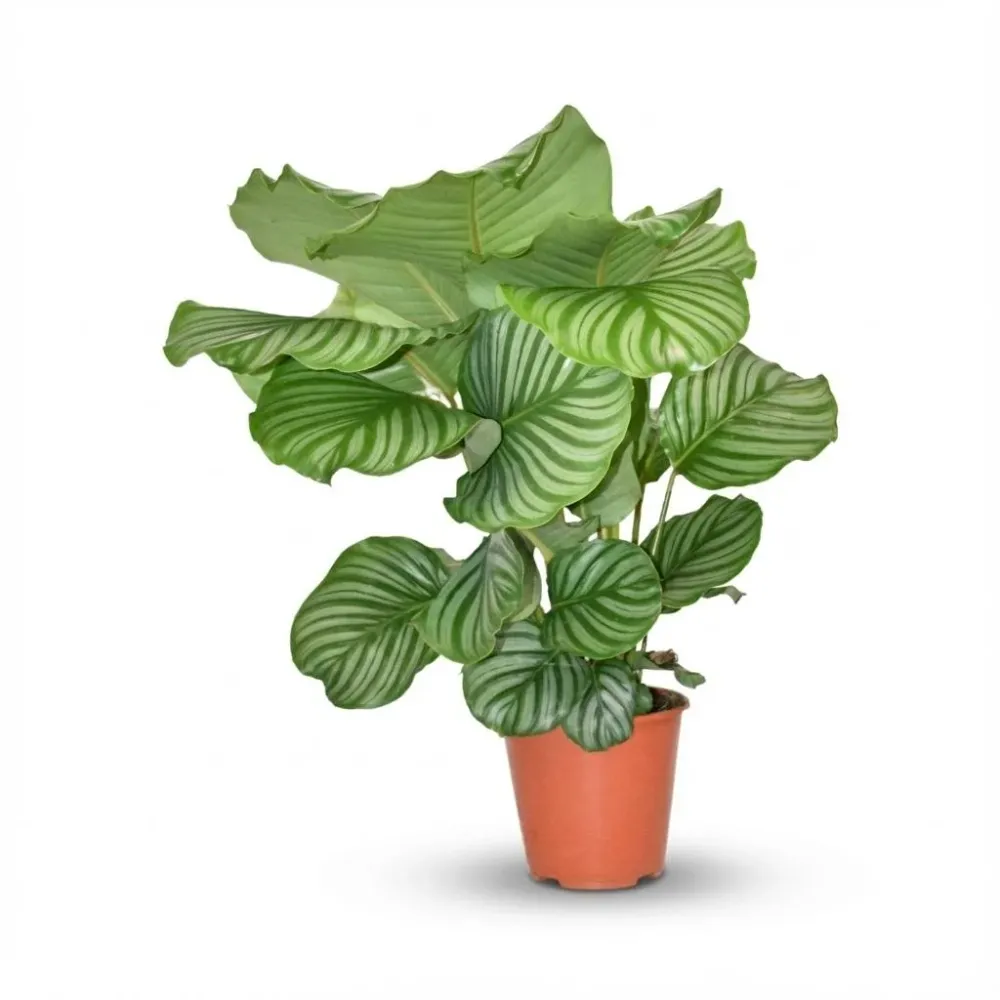 Calathea Orbifolia