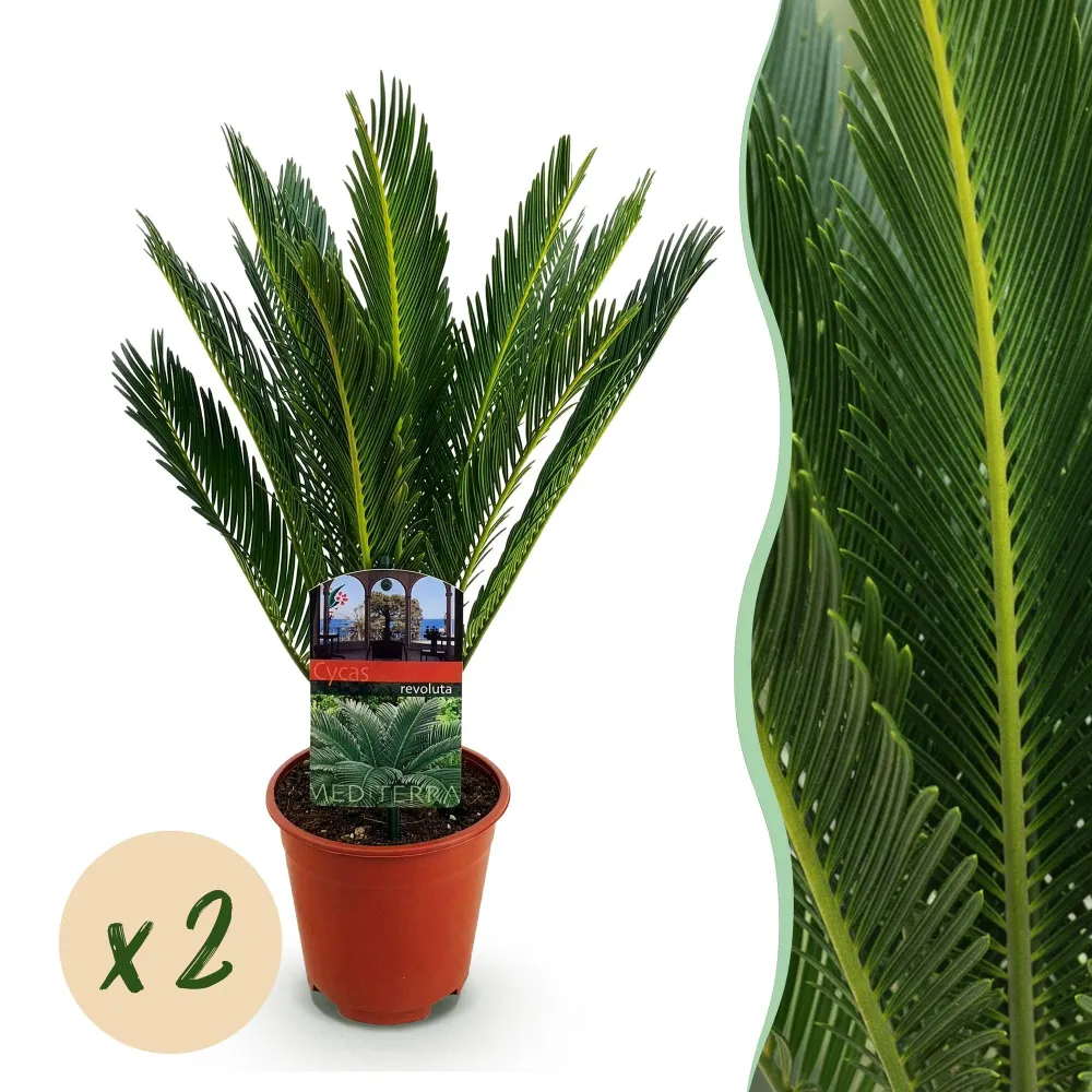 Cycas revoluta – Sæt af 2 – Potte 14 cm – Højde 45 cm