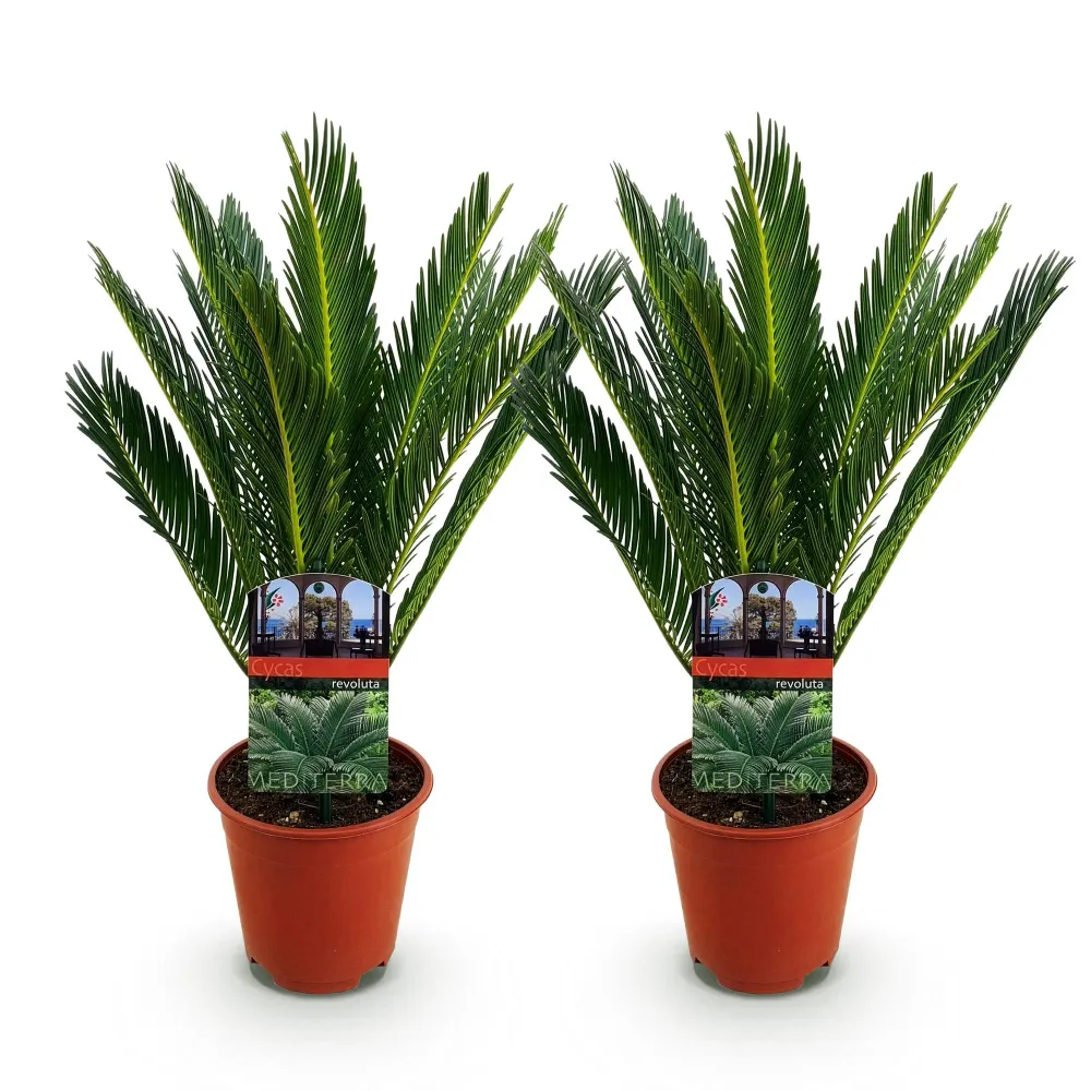 Cycas revoluta – Sæt af 2 – Potte 14 cm – Højde 45 cm
