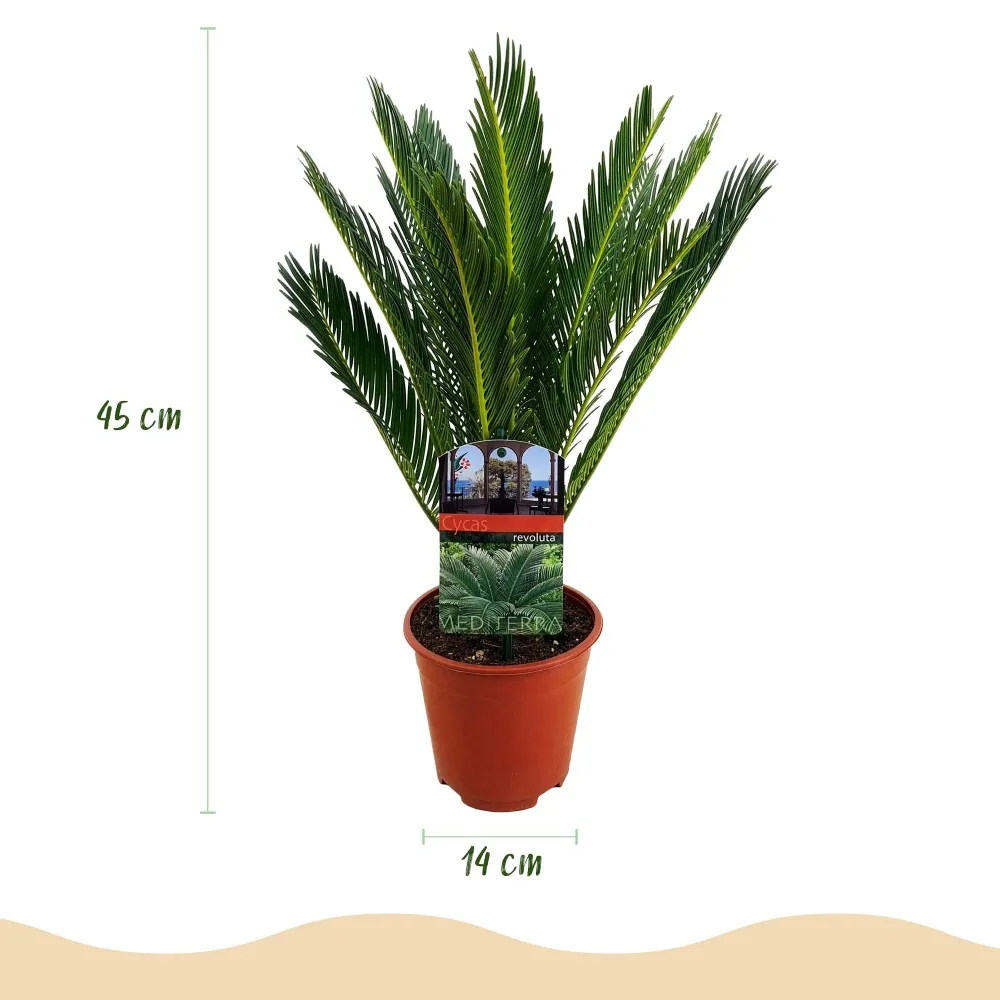 Cycas revoluta – Sæt af 2 – Potte 14 cm – Højde 45 cm
