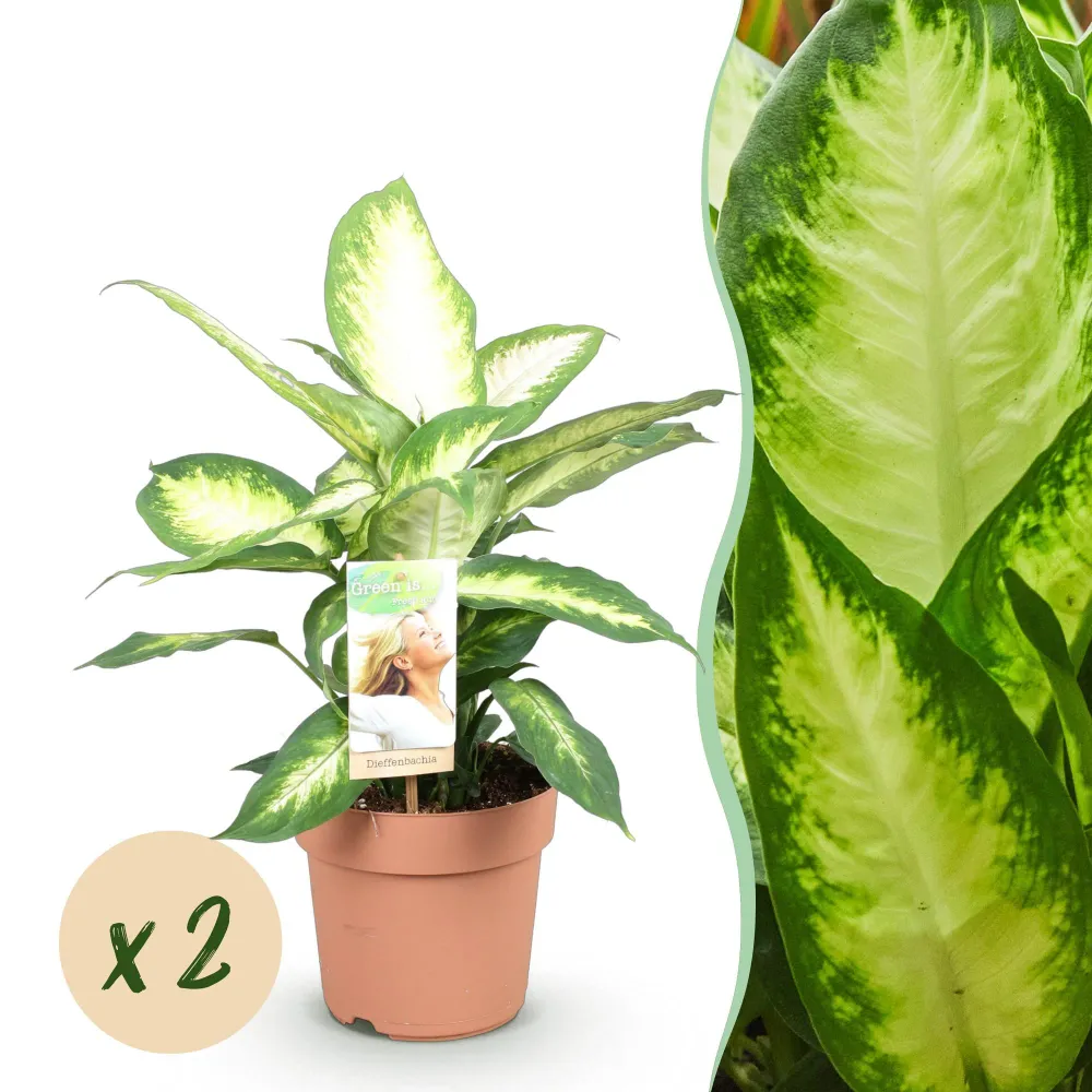 Dieffenbachia Camilla – Potte 17 cm – Højde 45-50 cm X2