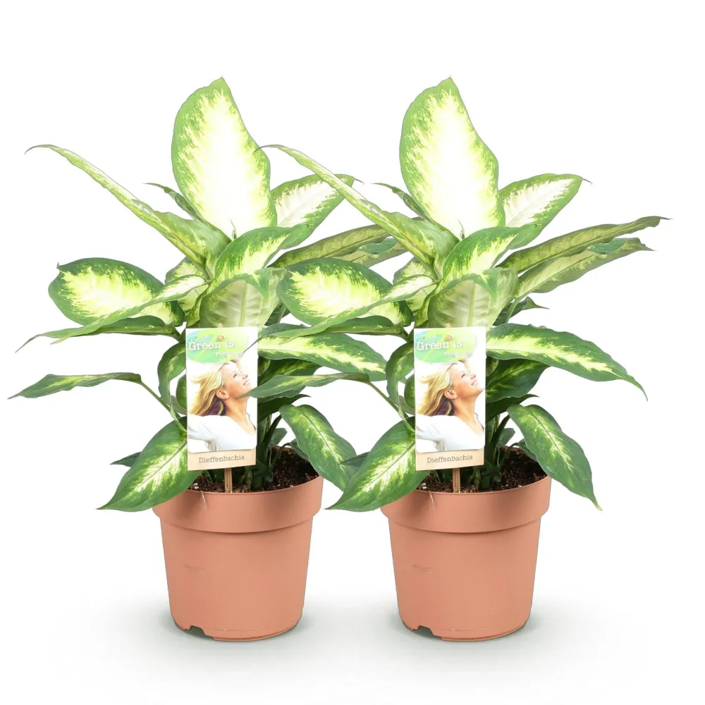Dieffenbachia Camilla – Potte 17 cm – Højde 45-50 cm X2