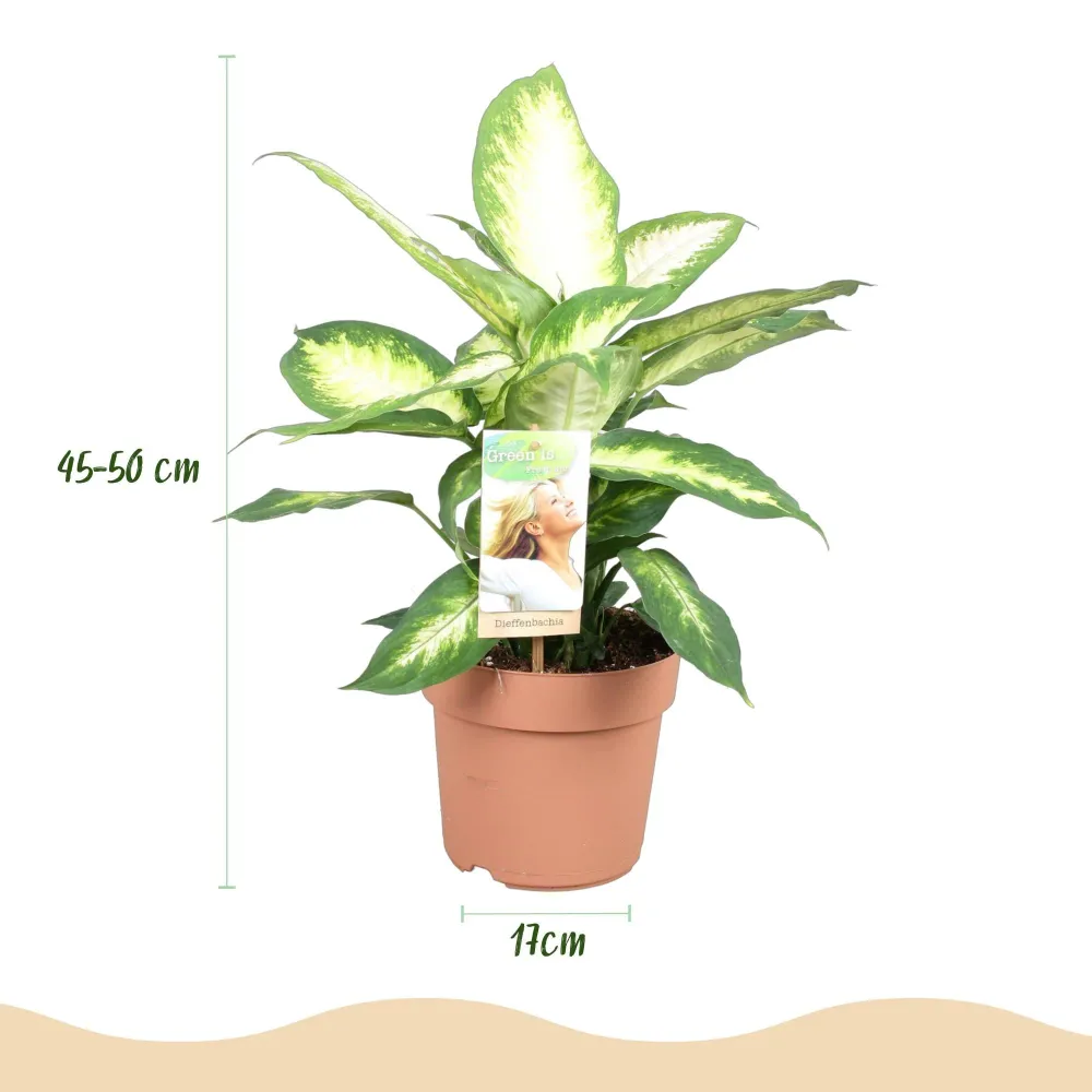 Dieffenbachia Camilla – Potte 17 cm – Højde 45-50 cm X2