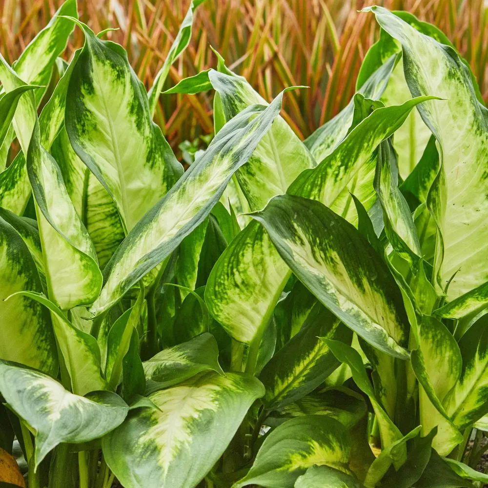 Dieffenbachia Camilla – Potte 17 cm – Højde 45-50 cm X2