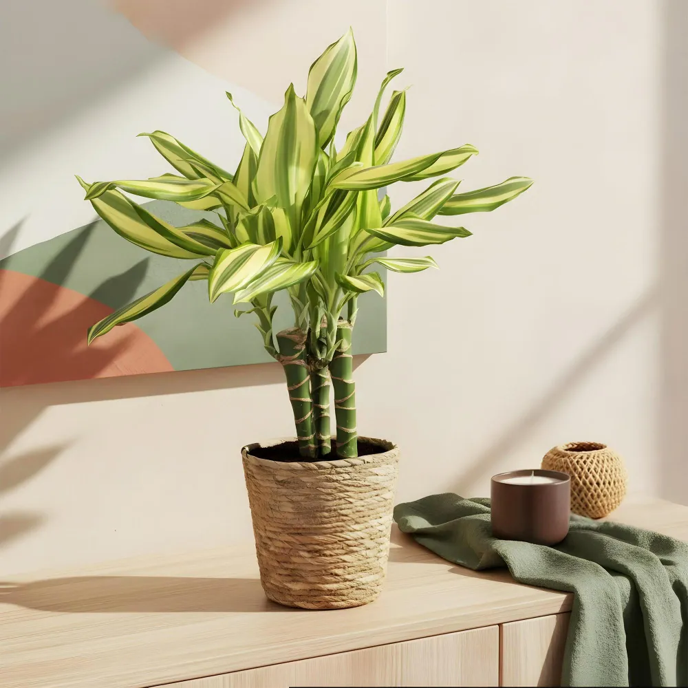 Dracaena fragrans Diamond Dream – Pakke med 2 – Højde 50-55cm