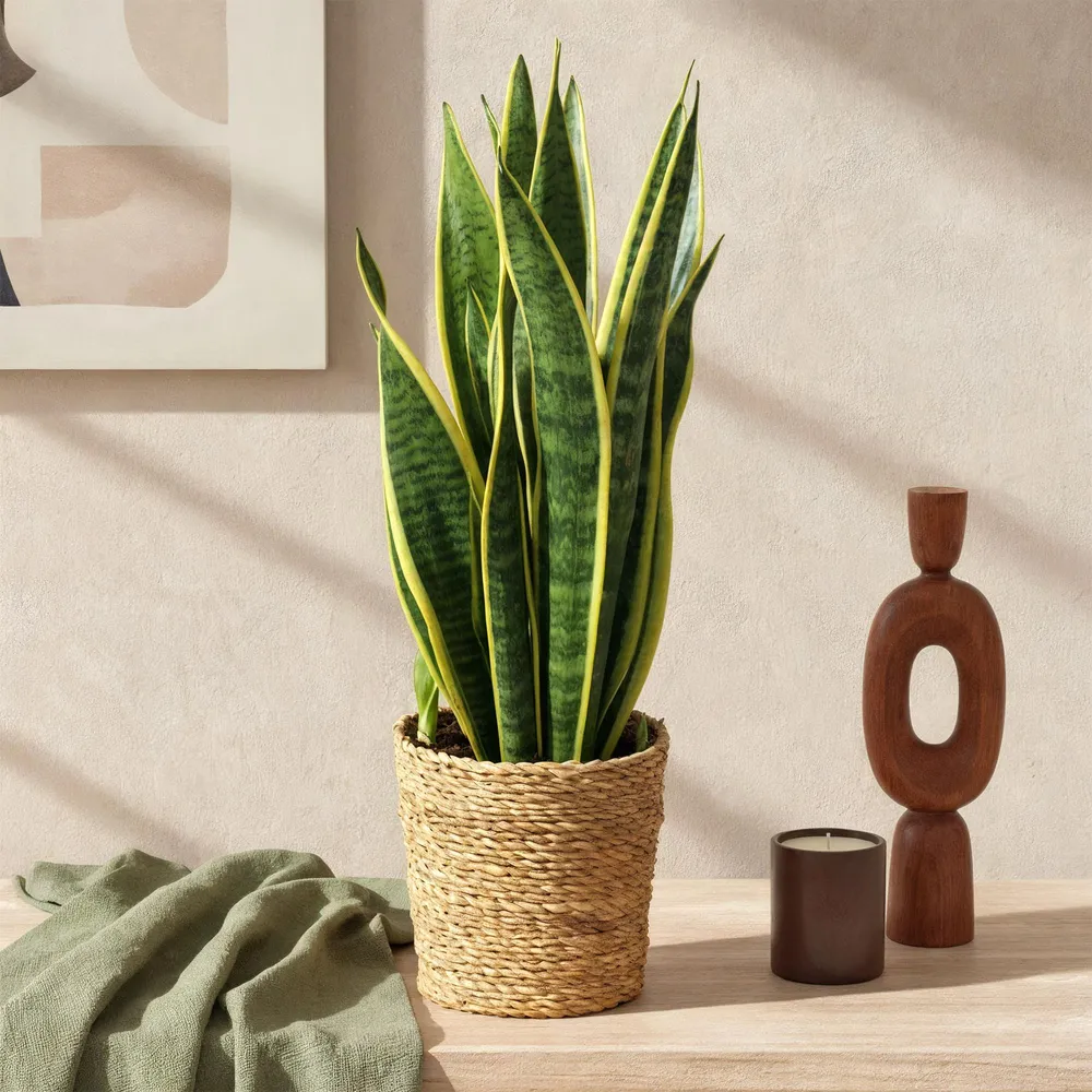 Sanseveria Laurentii – Sæt af 2 – Potte 17cm – Højde 60-70cm