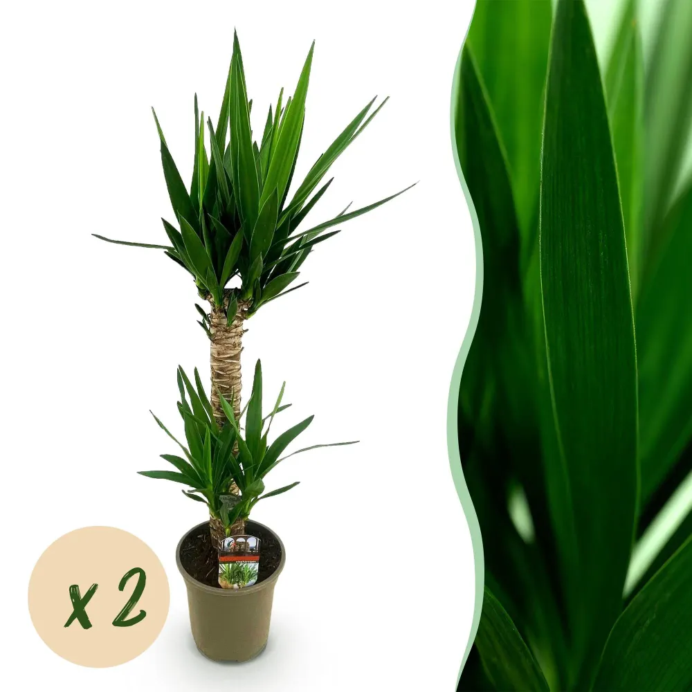 Yucca elephantipes – Sæt af 2 – Potte 19 cm – Højde 120 cm