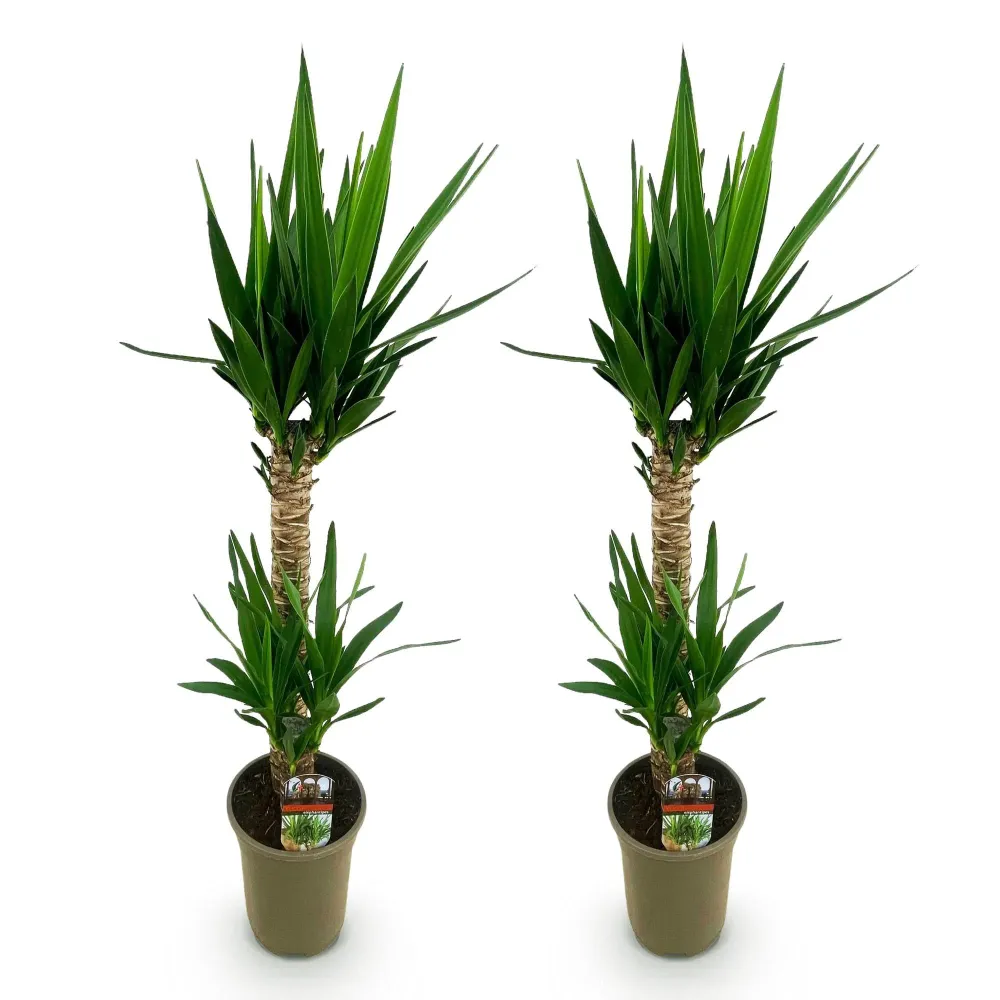 Yucca elephantipes – Sæt af 2 – Potte 19 cm – Højde 120 cm