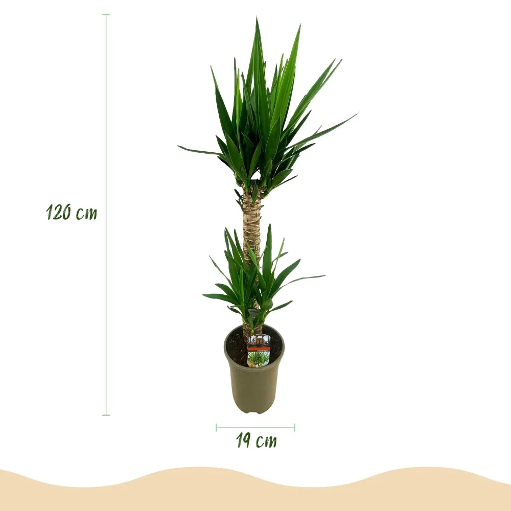 Yucca elephantipes – Sæt af 2 – Potte 19 cm – Højde 120 cm