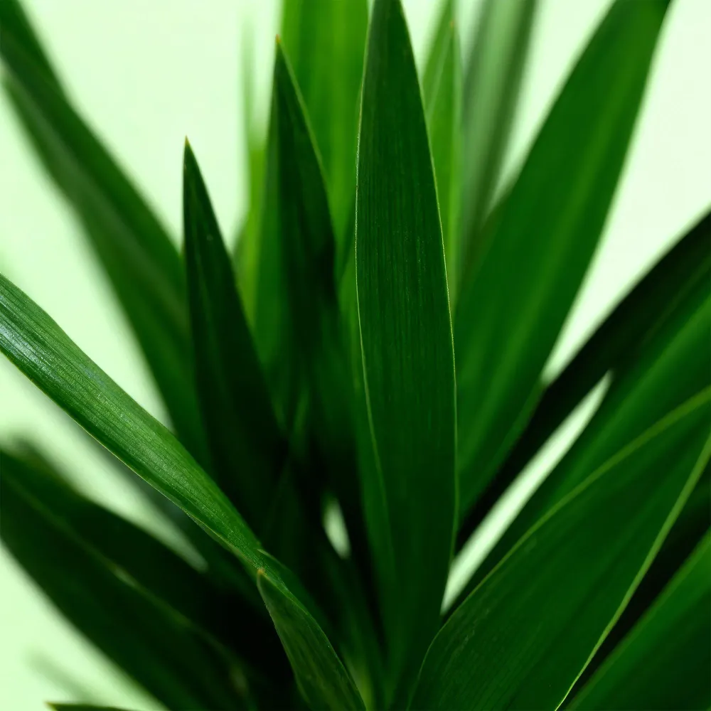 Yucca elephantipes – Sæt af 2 – Potte 19 cm – Højde 120 cm
