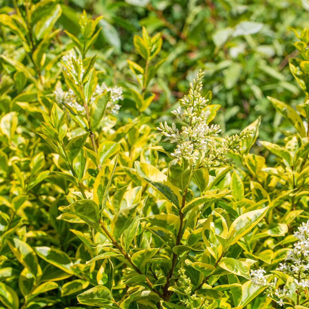 Gylden Liguster (Ligustrum ovalifolium) 'Aureum'
