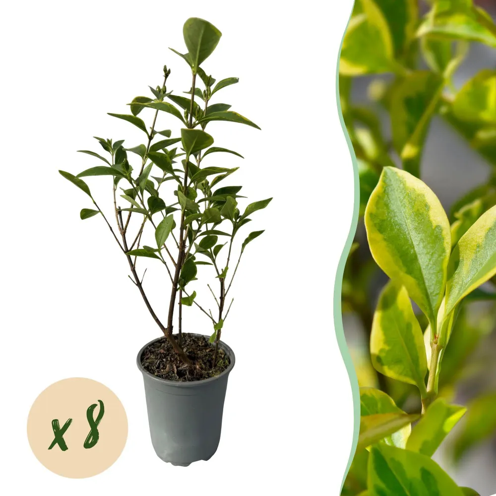 Gylden Liguster (Ligustrum ovalifolium) 'Aureum'