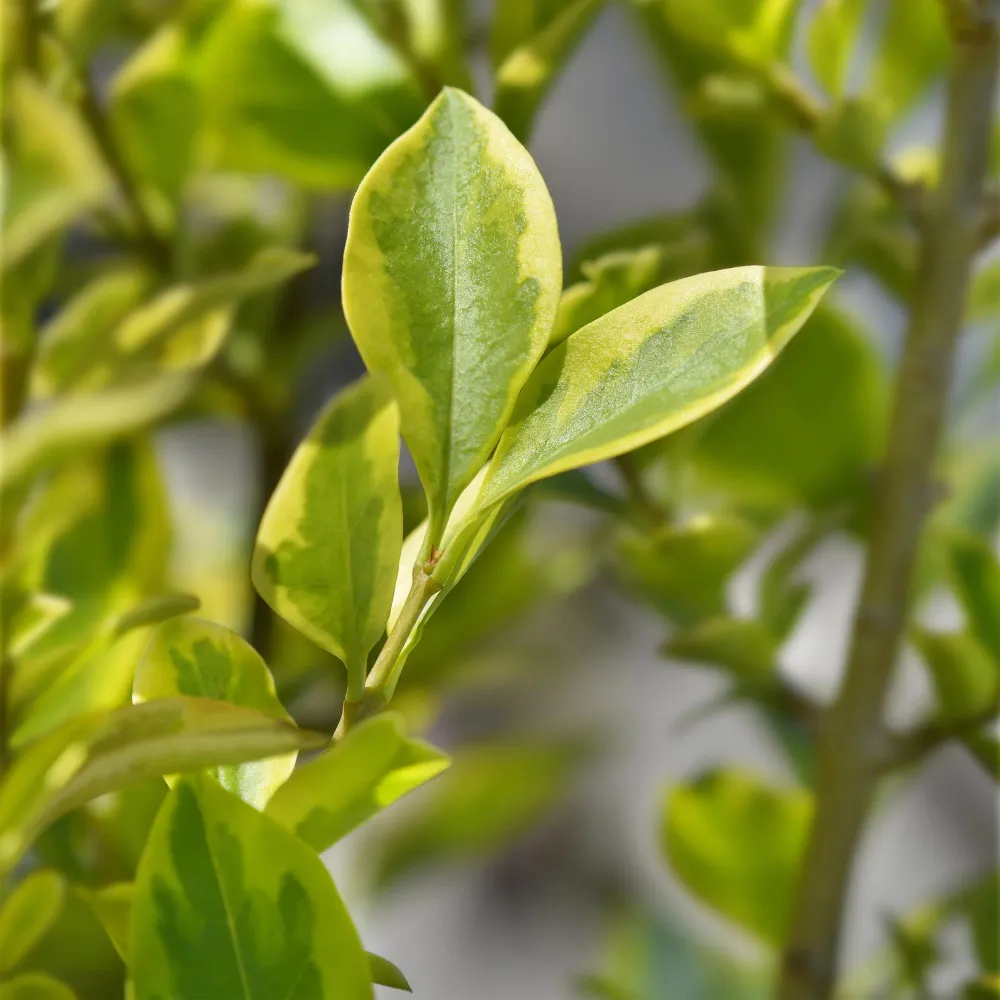 Gylden Liguster (Ligustrum ovalifolium) 'Aureum'