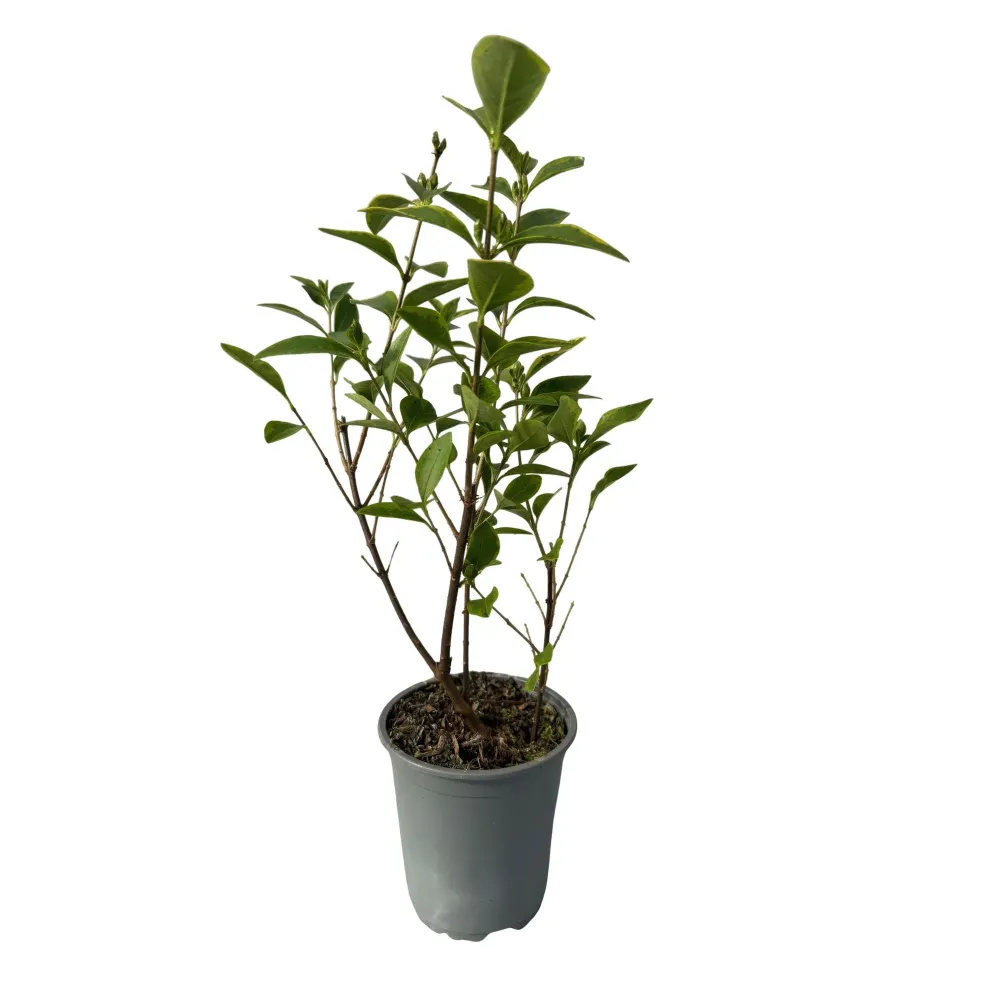 Gylden Liguster (Ligustrum ovalifolium) 'Aureum'
