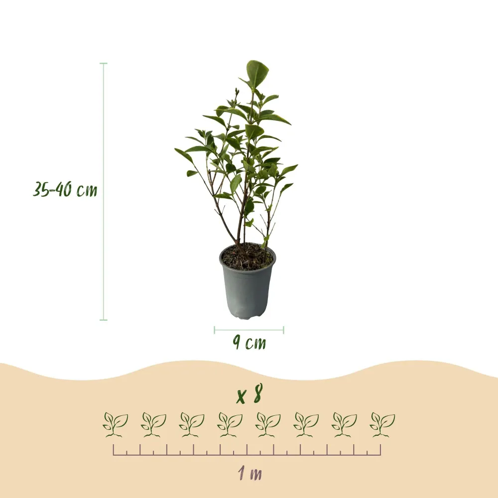 Gylden Liguster (Ligustrum ovalifolium) 'Aureum'