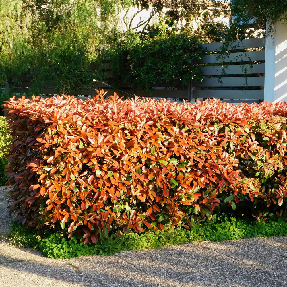 Photinia Rød (Photinia x fraseri) 'Red Robin'