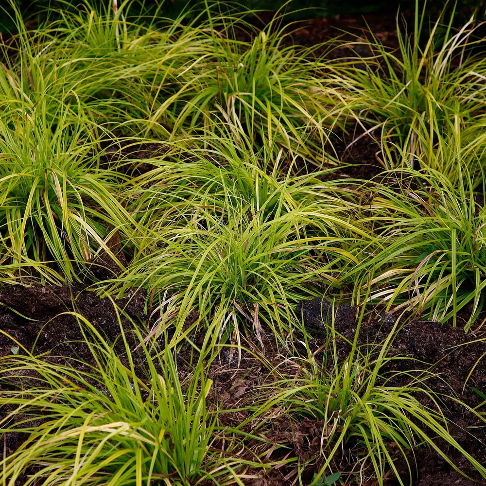 Japansk Starr (Carex Oshimensis) 'Everillo'