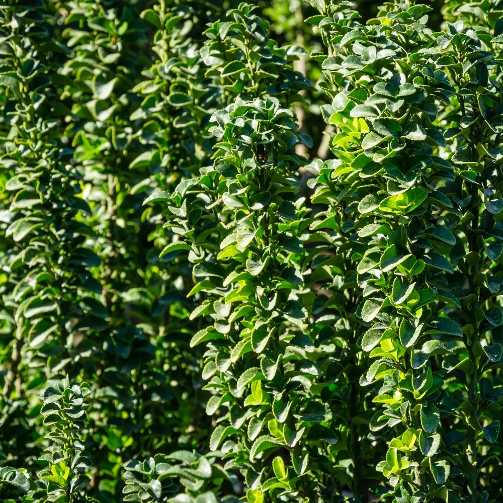 Japansk Benved (Euonymus japonica) 'Green Spire'