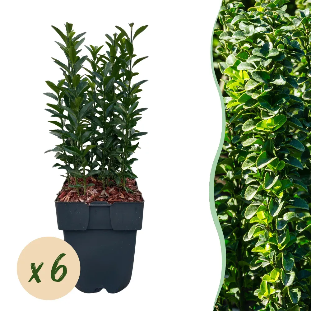Japansk Benved (Euonymus japonica) 'Green Spire'