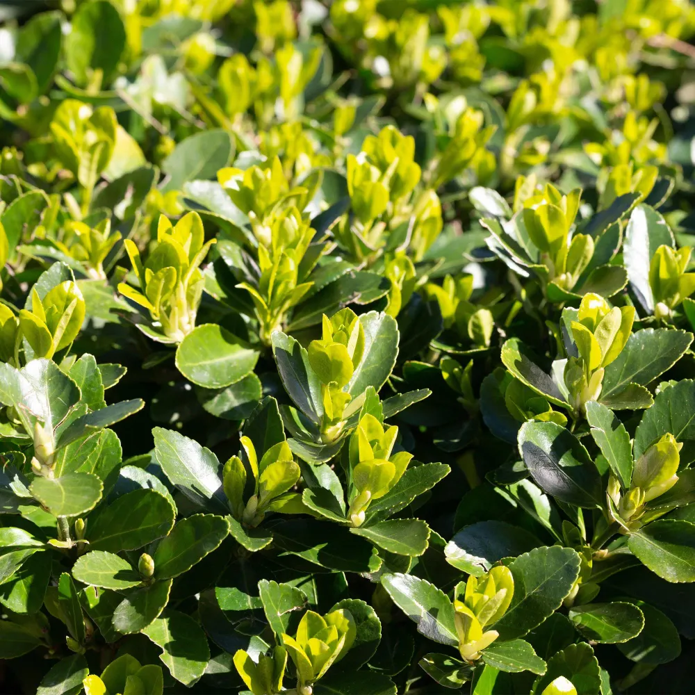 Japansk Benved (Euonymus japonica) 'Green Spire'