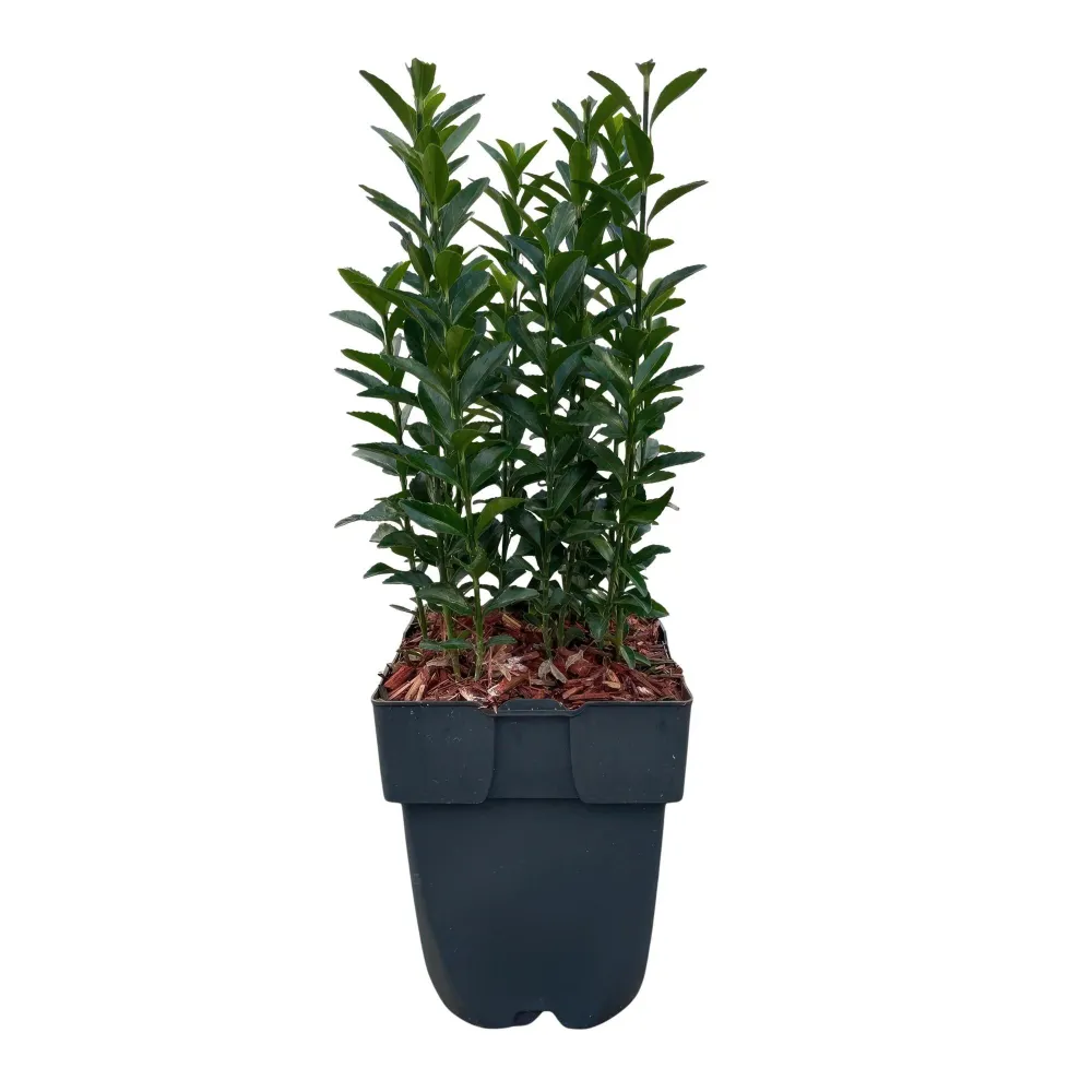 Japansk Benved (Euonymus japonica) 'Green Spire'