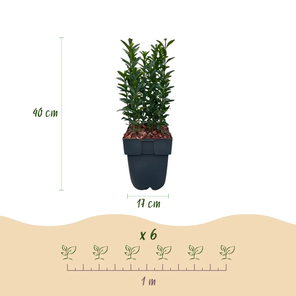 Japansk Benved (Euonymus japonica) 'Green Spire'