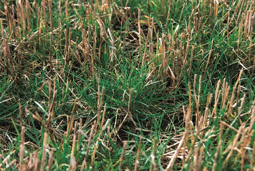 Alm. rajgræs Jubilee, sildig, diploid, plænetype, 10 kg