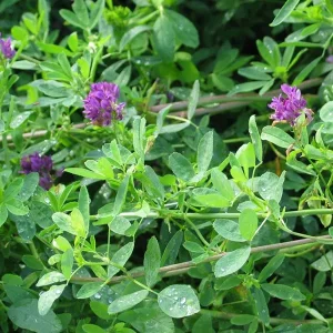 Lucerne SW Nexus C - 10kg