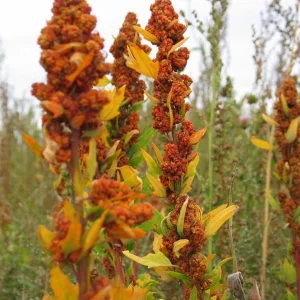 Quinoa 1kg
