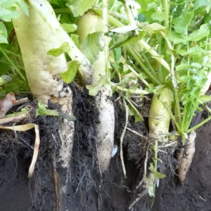 Radise DeepTill, 15 kg