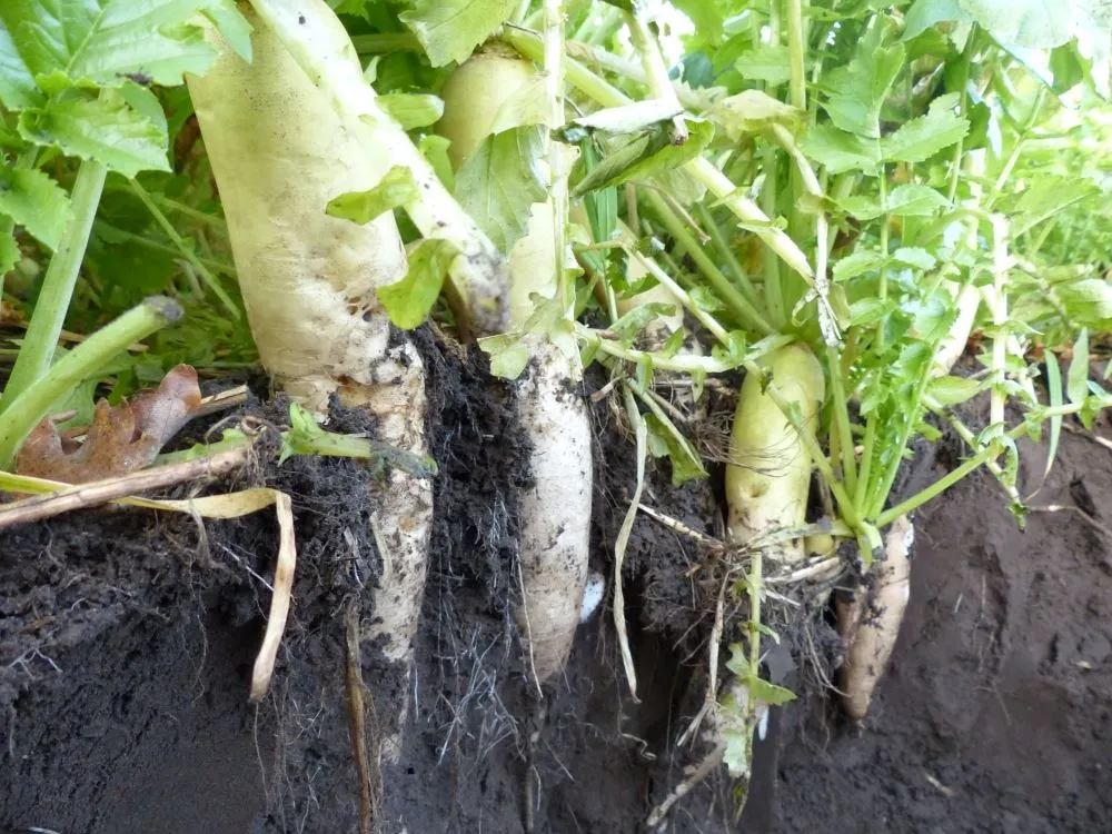 Radise DeepTill, 15 kg