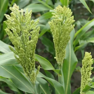 Sorghum Bovital C, 25 kg
