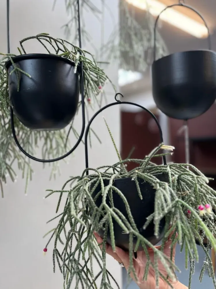 Potte med krog - Black
