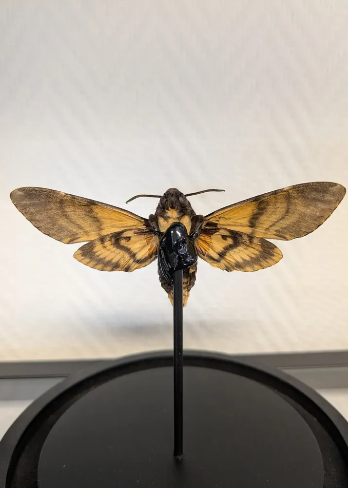 Succubus Curiosities Dødningehoved Sommerfugl i Glasklokke