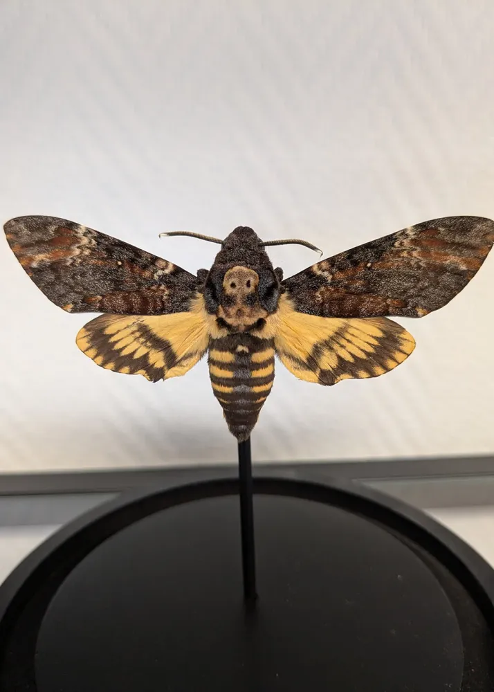 Succubus Curiosities Dødningehoved Sommerfugl i Glasklokke