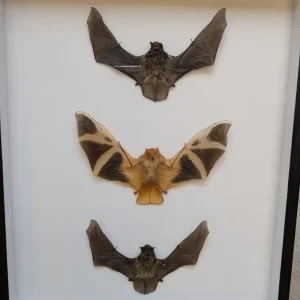 Succubus Curiosities 3 Flagermus i Ramme