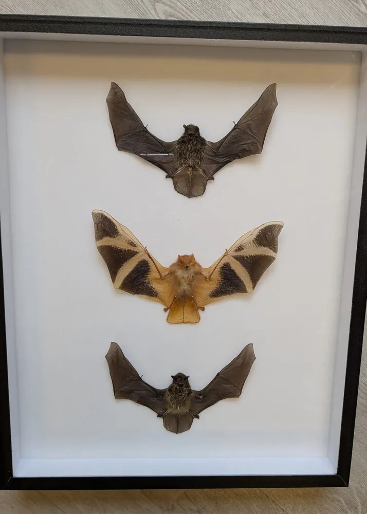 Succubus Curiosities 3 Flagermus i Ramme