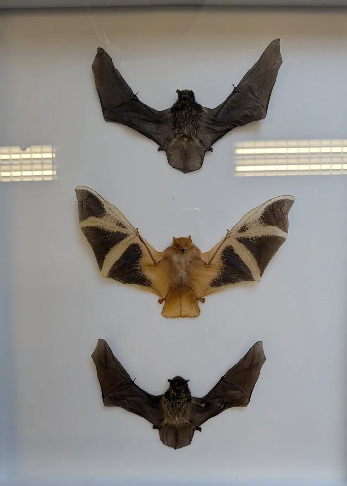 Succubus Curiosities 3 Flagermus i Ramme