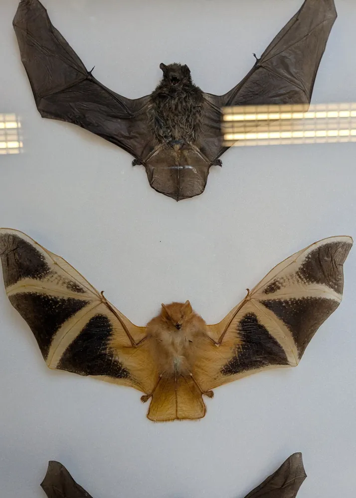 Succubus Curiosities 3 Flagermus i Ramme