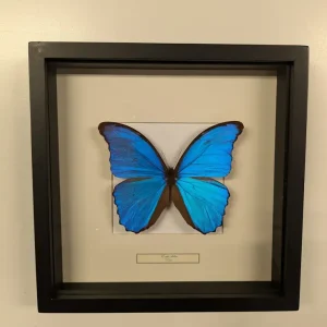 Succubus Curiosities Morpho Didius i Ramme