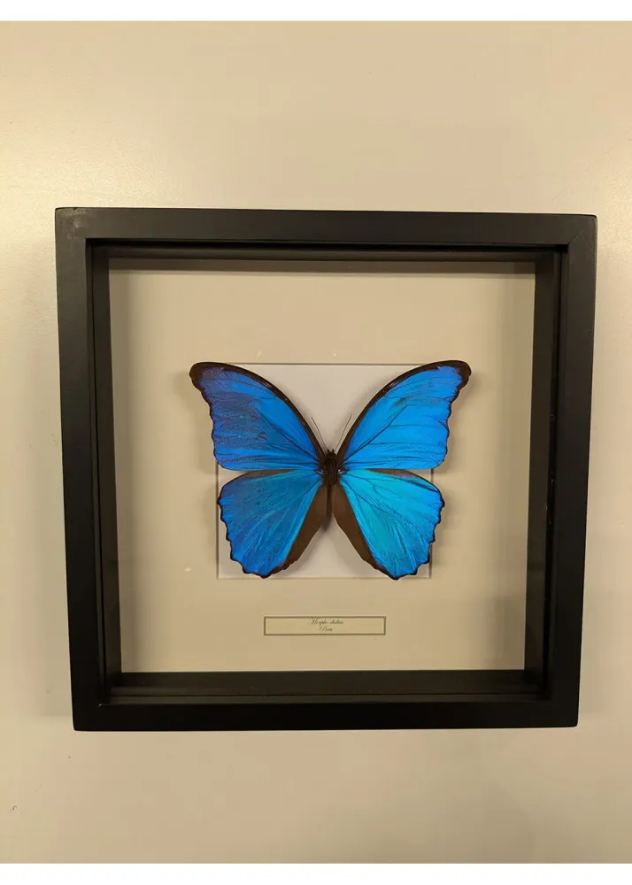 Succubus Curiosities Morpho Didius i Ramme