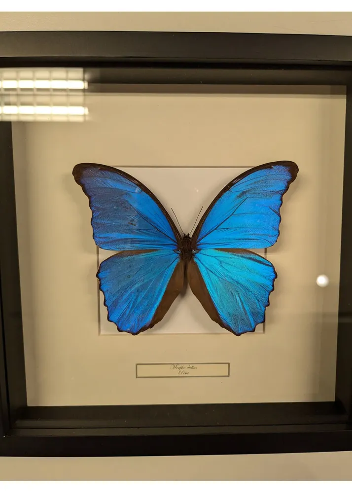 Succubus Curiosities Morpho Didius i Ramme