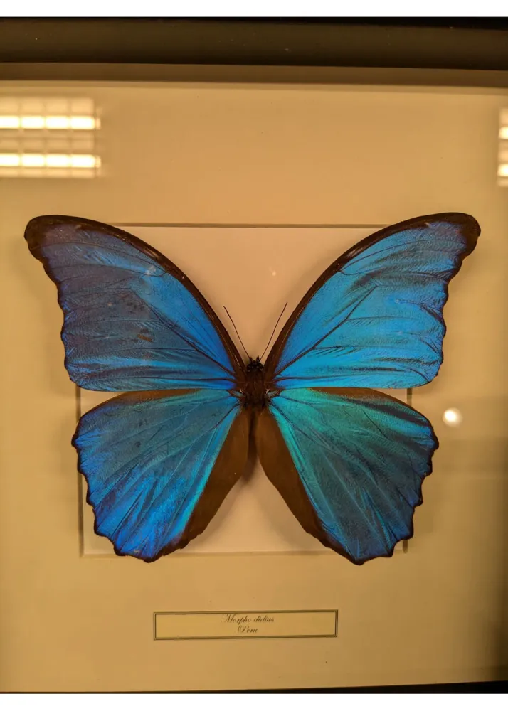 Succubus Curiosities Morpho Didius i Ramme