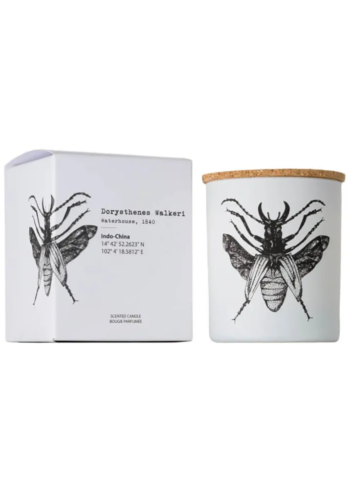 Vila Hermanos Insects Dorysthenes Walkeri 190g Duftlys