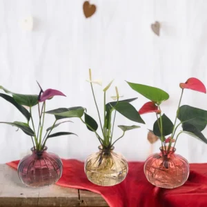 Anthurium trio i hydrokultur med deres Nela vase